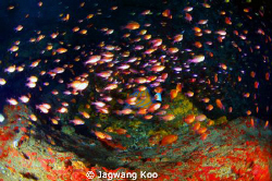 School of Fish by Jagwang Koo 
